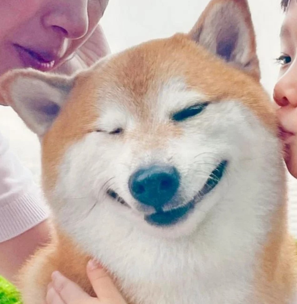 El Perrito De Los Memes Cheems Se Recupera Tras Estar Delicado De Salud